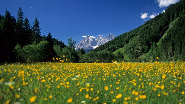 Blick von einer Butterblumenwiese auf die Alpen