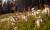 Wiese bei Schladming im Sommer
